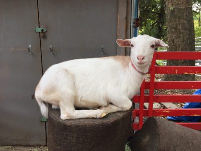 丸太に座るヤギ