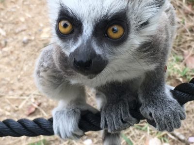 ワオあかちゃん