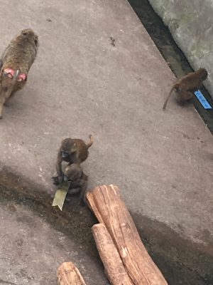こいのぼりとヒヒ2