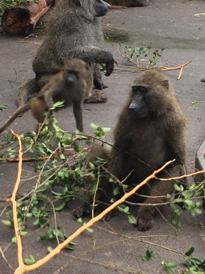 ソラとキゴマ