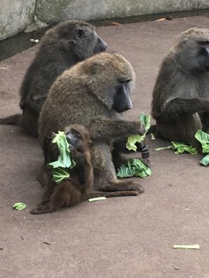 ナイト