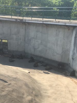 暑い日のヒヒの城