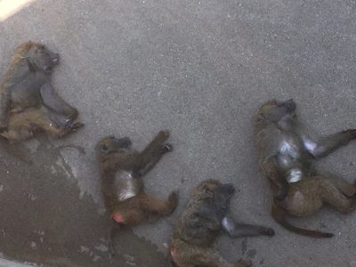 暑い日のヒヒの城