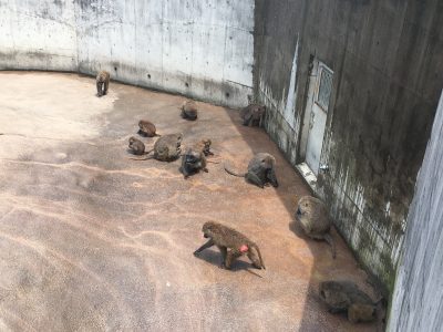 ミスト下のヒヒ