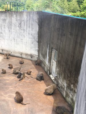 ミスト下のヒヒ2