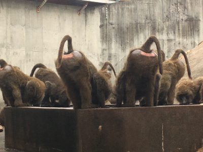 ヒヒの水飲み