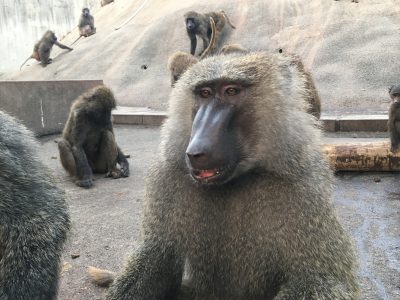 ヤッタ4