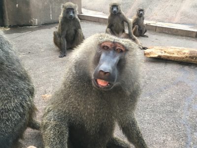 ヤッタ5