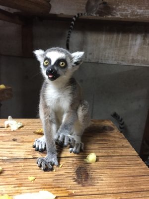 ワオ赤ちゃん1