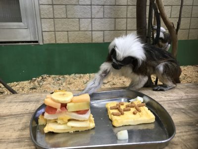 誕生日ケーキを取るゴーナ