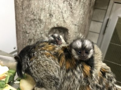 クロミミマーモセットの赤ちゃん
