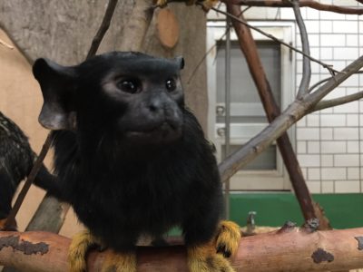 アカテタマリン
