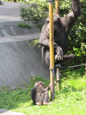 ツトムの足元のマモル