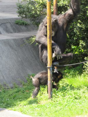 ツトムの足元をくぐるマモル