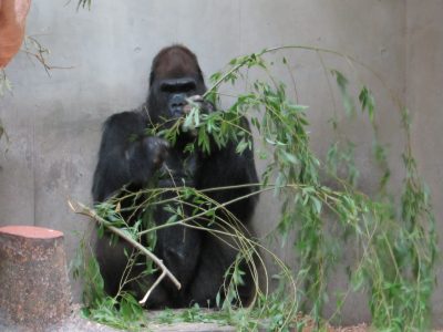 シダレヤナギを食べるタロウ