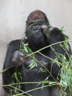 シダレヤナギを食べるタロウ2