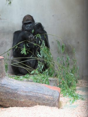 シダレヤナギとこちらを見たタロウ