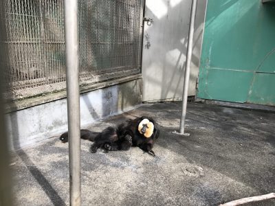 起き上がるモップ
