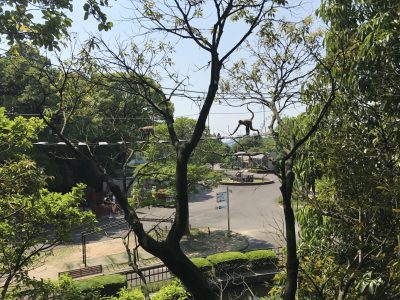 同じ高さのクモザル