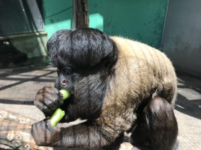 スナップえんどうを食べるヒゲサキ