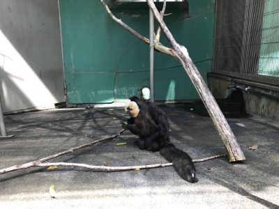 スナップえんどうを食べるモップ君