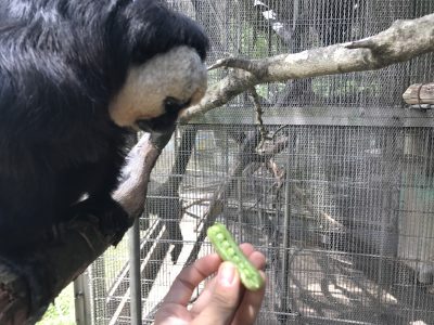 スナップえんどうを見るモップ君
