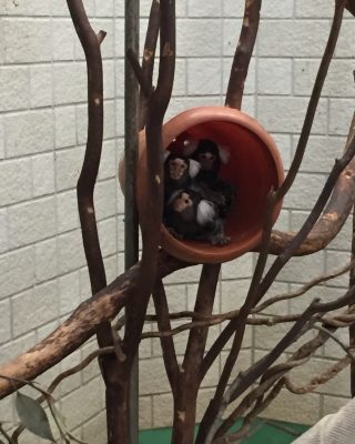 陣形が崩れ始めたー