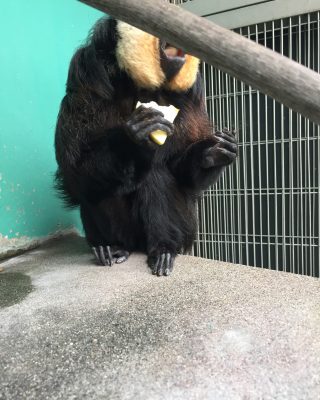 リンゴを頬張るモップ