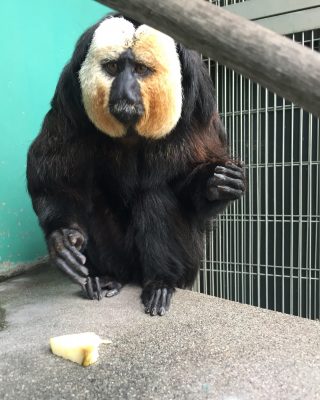 リンゴを投げるモップ
