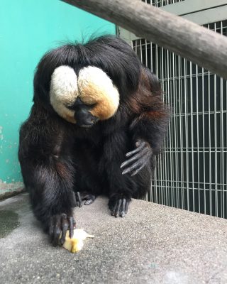 リンゴを拾うモップ