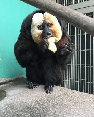 リンゴを食べるモップ2