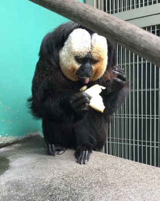 リンゴを食べるモップ3