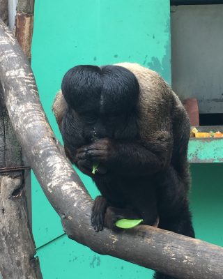欲張るレグルス