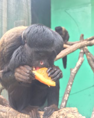 ミカンおいしー
