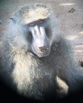 カメラ目線のタズナ