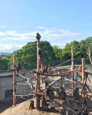 ヒヒの城