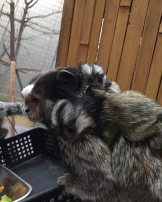 コウガと双子の赤ちゃん
