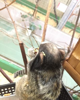 耳に何かついてる！
