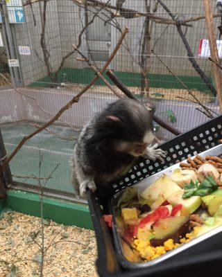 ご飯を食べるショコラ