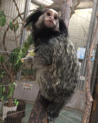 ショコラ