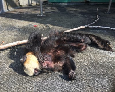 お昼寝中のモップくん