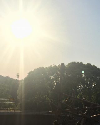 夕日に映えるアヌビスヒヒ