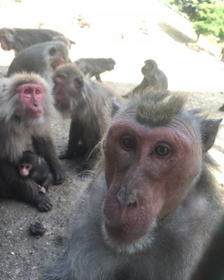 ヤクニホンザルのおとな