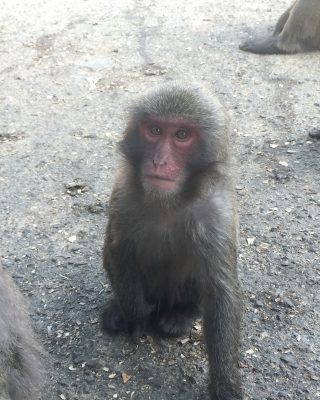 ヤクニホンザルのこども