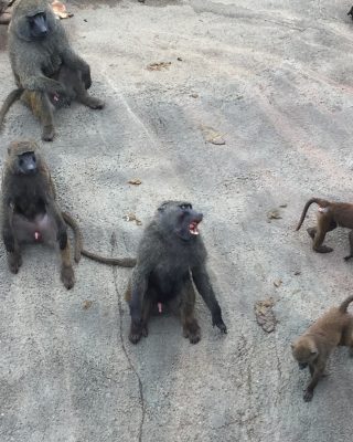 満足なタズナ