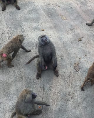 様子をうかがうタズナ