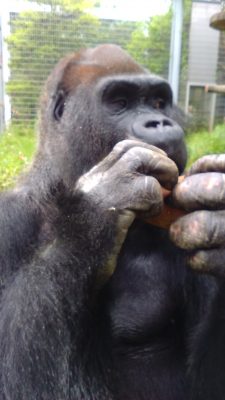 タロウ、イモを食べる