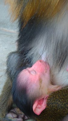 乳を飲む