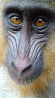 2才のサユミ