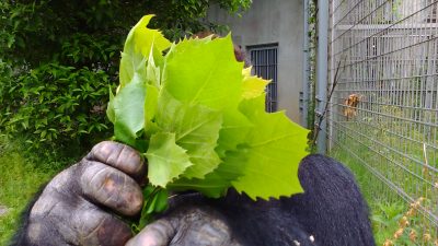 いない、いない